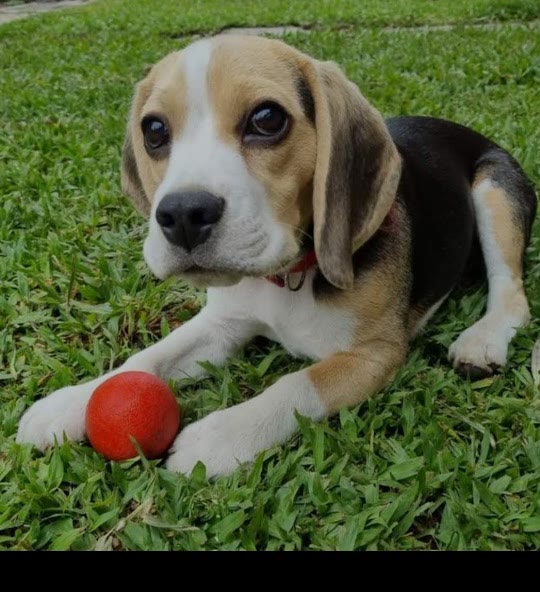 Max cachorro en el pasto con una pelota roja