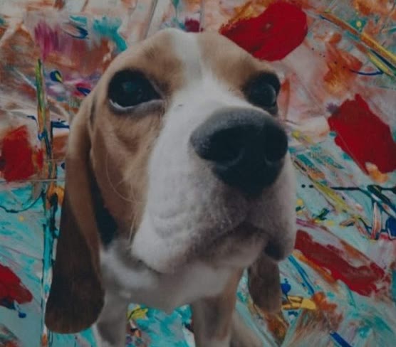 Primer plano de Max el beagle de ojos grandes