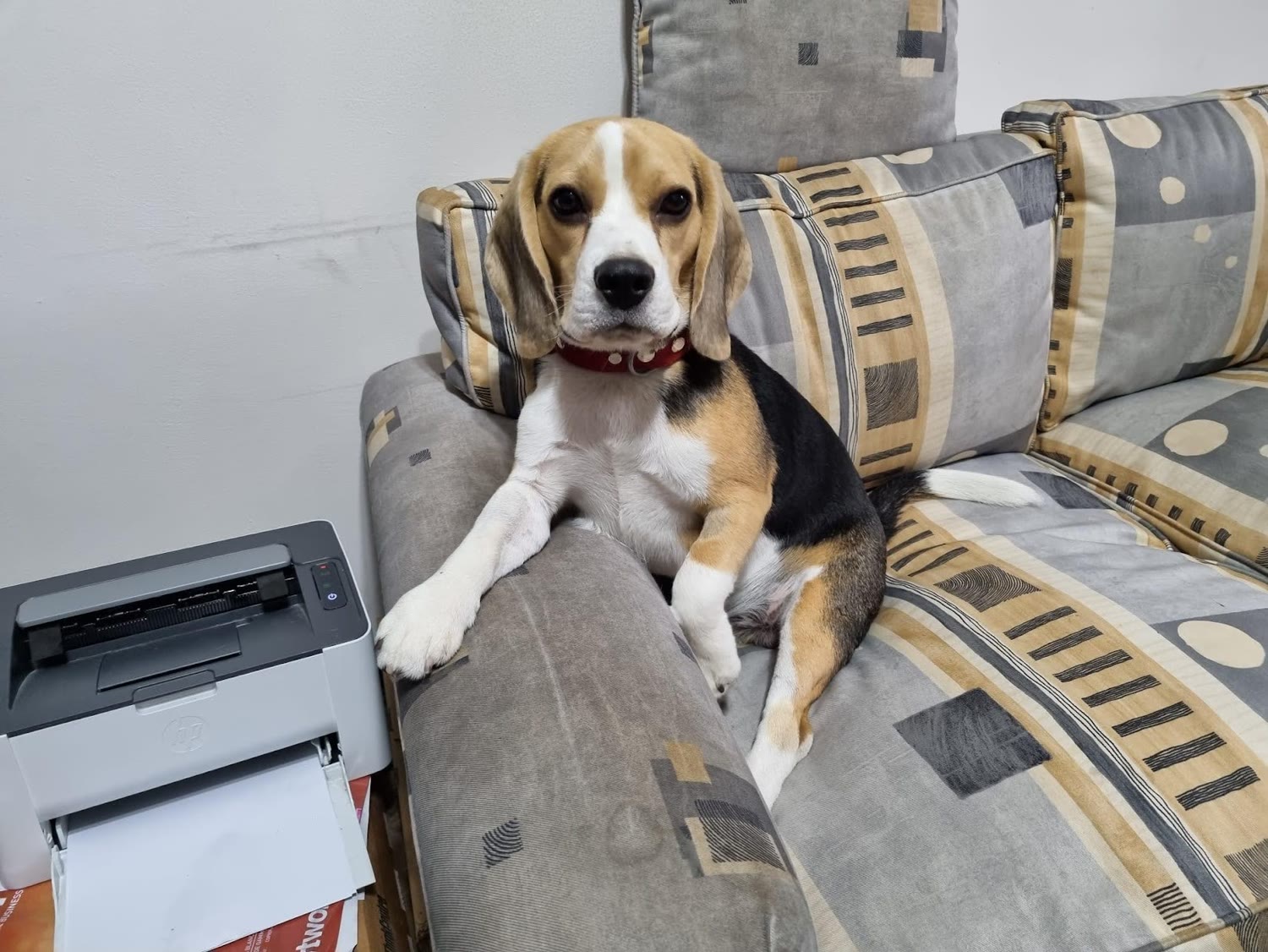 Max el beagle sobre el sofá con su collar rojo